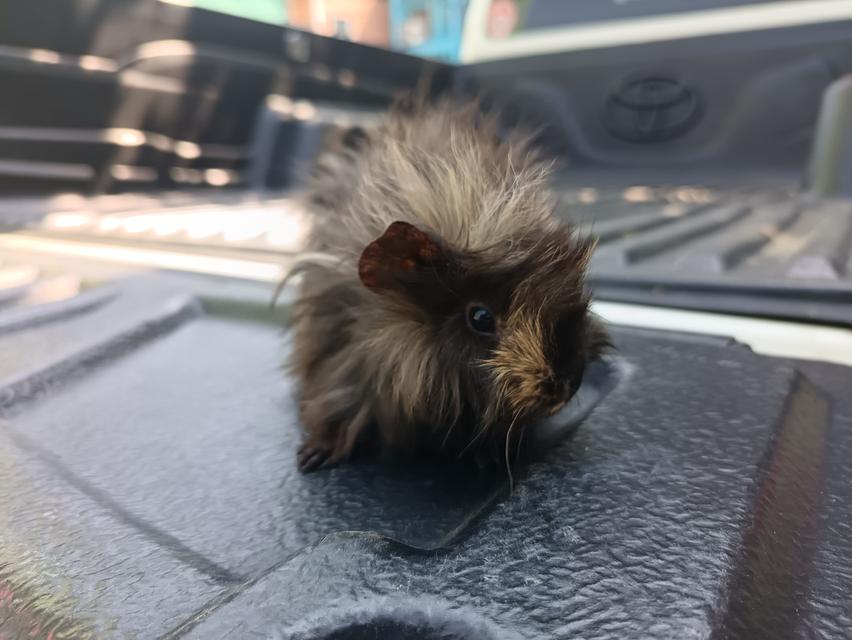 แกสบี้สายพันธุ์ขวัญ รูปย่อยที่ 2