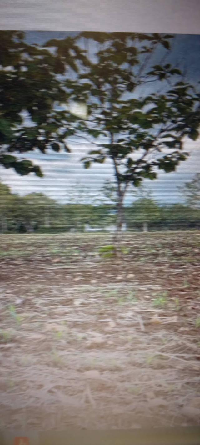 รูป Big plot of land 99 rais for sale Land near the 2nd Thai-Myanmar Friendship Bridge