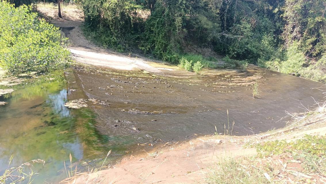 สวนลำใย 31ไร่3งาน ที่ดินวิวสวยที่บนเขา ท้ายสวนมีฝายน้ำ 3