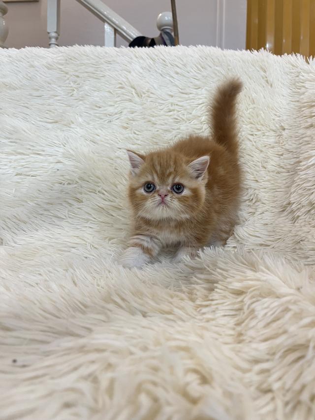 แมวเปอเซีย ดำขาว 🔥🔥🙂🙏