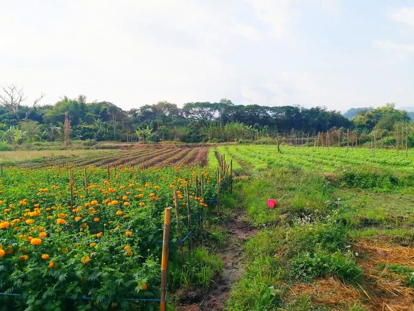 ที่ดิน 5 ไร่ บนดอยอินทนนท์ ติดลำน้ำแม่กลาง จอมทอง เชียงใหม่ ขนาด 5 ไร่ 2 งาน 42 ตร.วา (โฉนด) 1