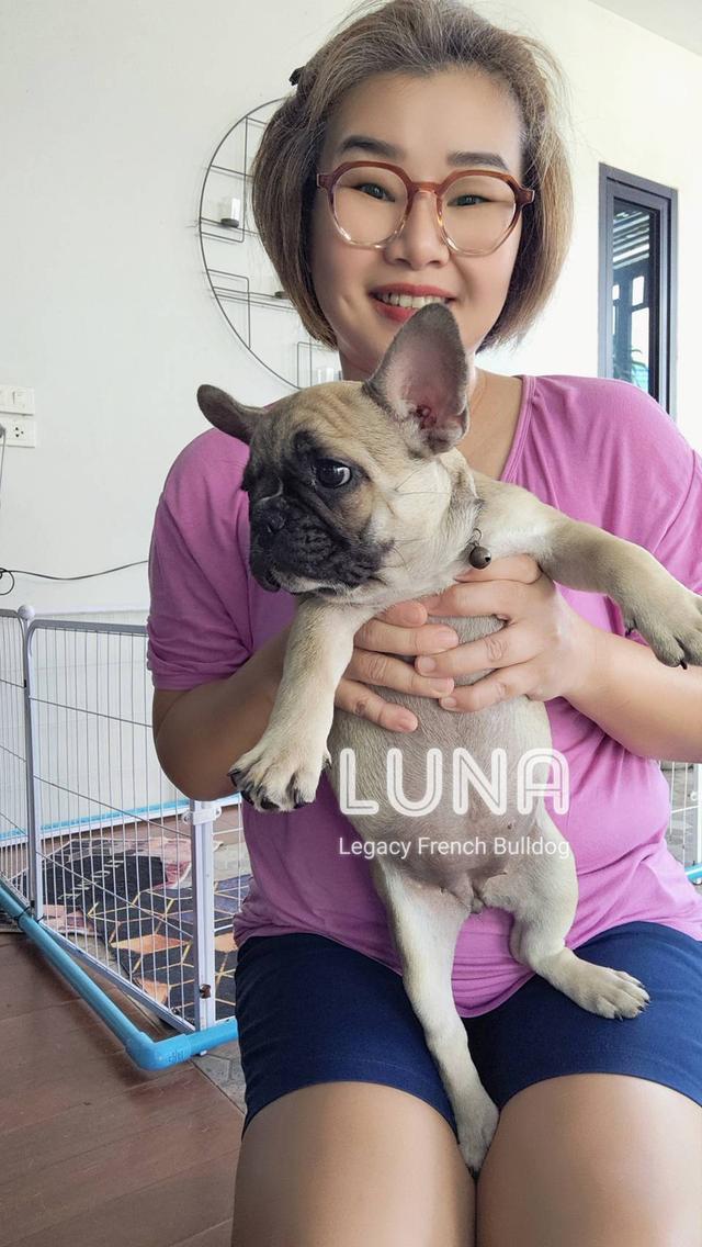 LUNA สุนัขเฟรนช์บูลด็อก