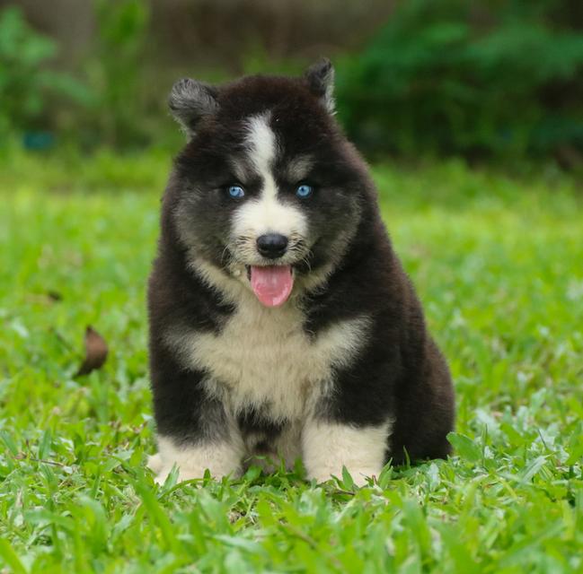 ไซบีเรียนฮัสกี้วูลลี่ ตาฟ้าคู่ เพศเมีย ราคาถูก เชียงใหม่ 4