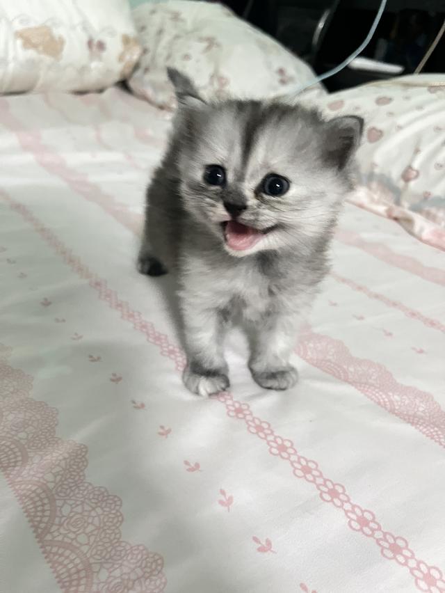 แมวเปอร์เซีย