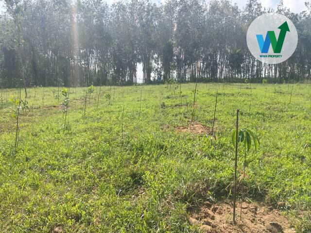 ขายสวนยางพาราแปลงใหญ่ในควนขนุน ใกล้สำนักงานที่ดินจังหวัดพัทลุงสาขาควนขุนน 3