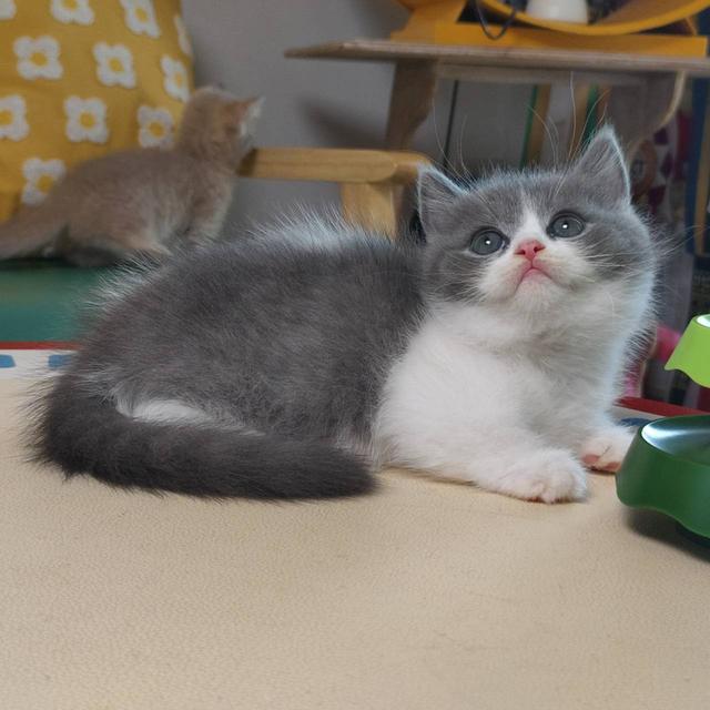 แมวมันช์กิ้น Munchkin short leg Oscat cattery chiangmai รูปที่ 7