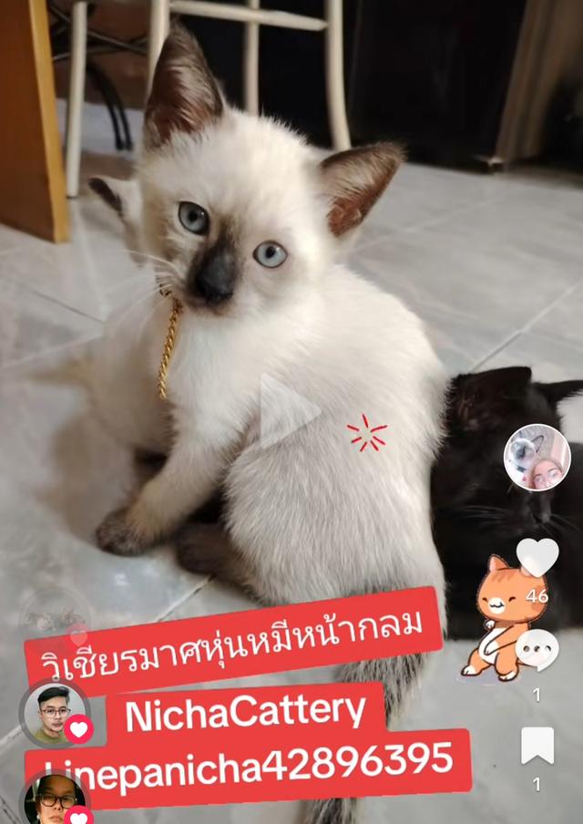 Siamese British Cat "แมววิเชียรมาศบริติชช็อตแฮร์" 5