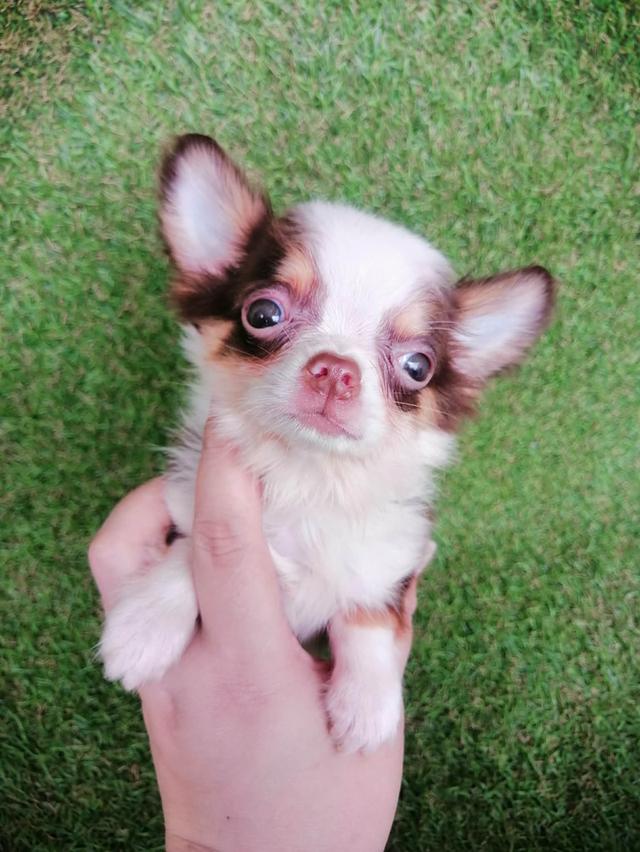 ชิวาว่าแท้ขนยาวสีช็อค ชาย 17