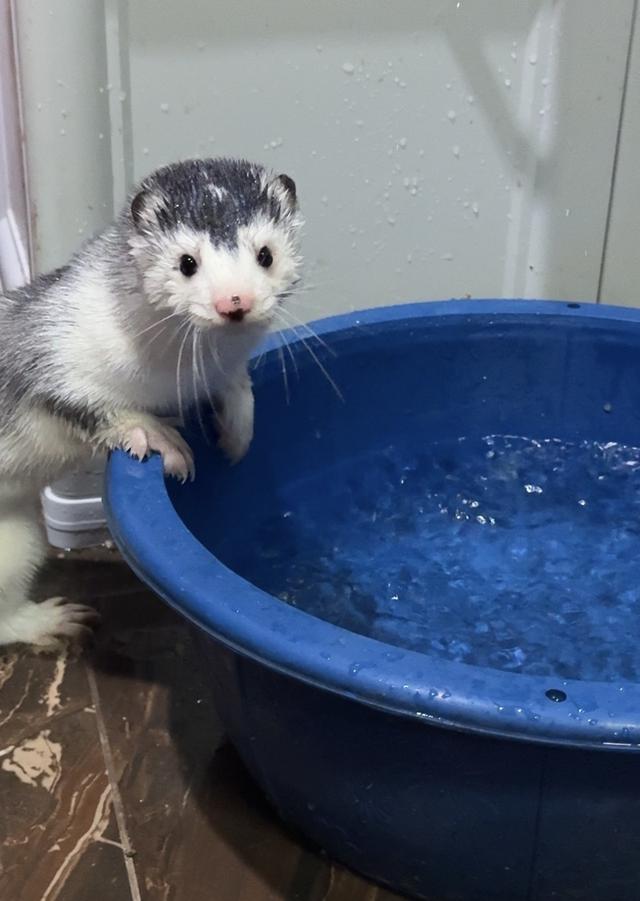 มิ้งค์ สีSnow silver เพศผู้ 6เดือน