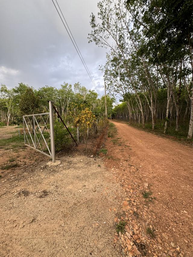 บ้านหลังใหญ่ พร้อมทุเรียน4ปี และสวนยางพารา 7