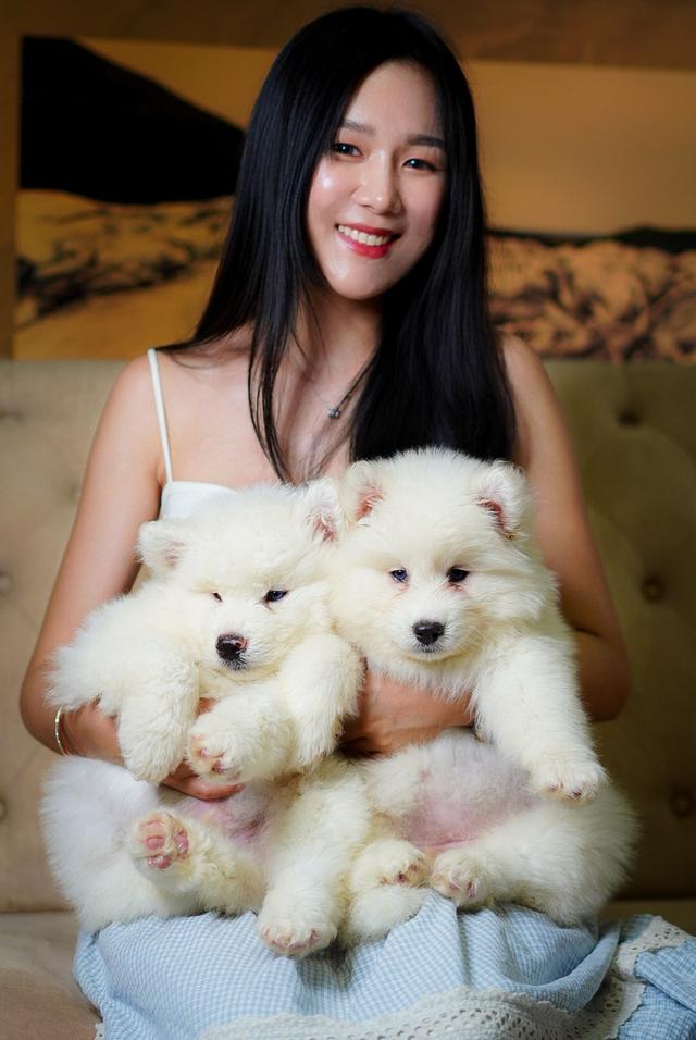 ไซบีเรียนฮัสกี้ Siberian husky ลูกสุนัขไซบีเรียนฮัสกี้