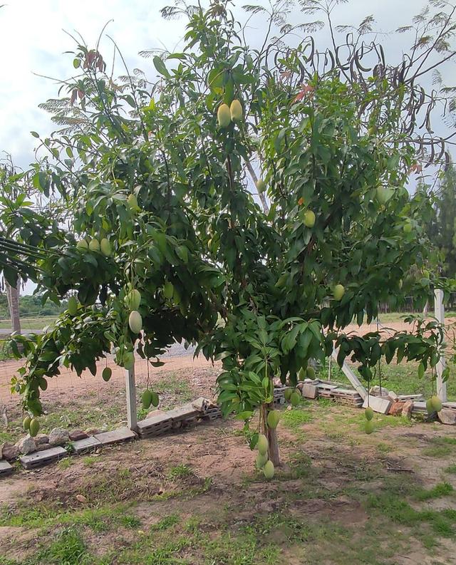 บ้าน 2 หลังบนที่ดิน 1 ไร่ 19