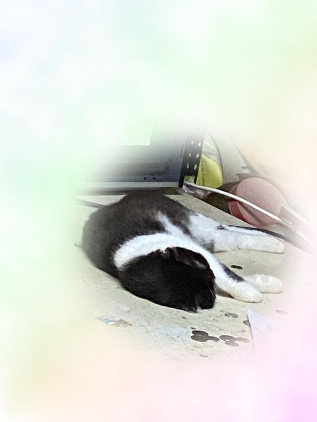 แมวพันธุ์สก็อตติช 9