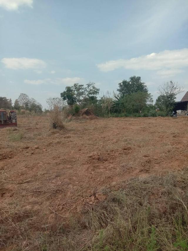 ที่ดินเปล่า มีหลายไร่ แบ่งขาย 1 ไร่ 6 แสน บ้านศิลางาม  วังน้ำเขียว รูปที่ 10