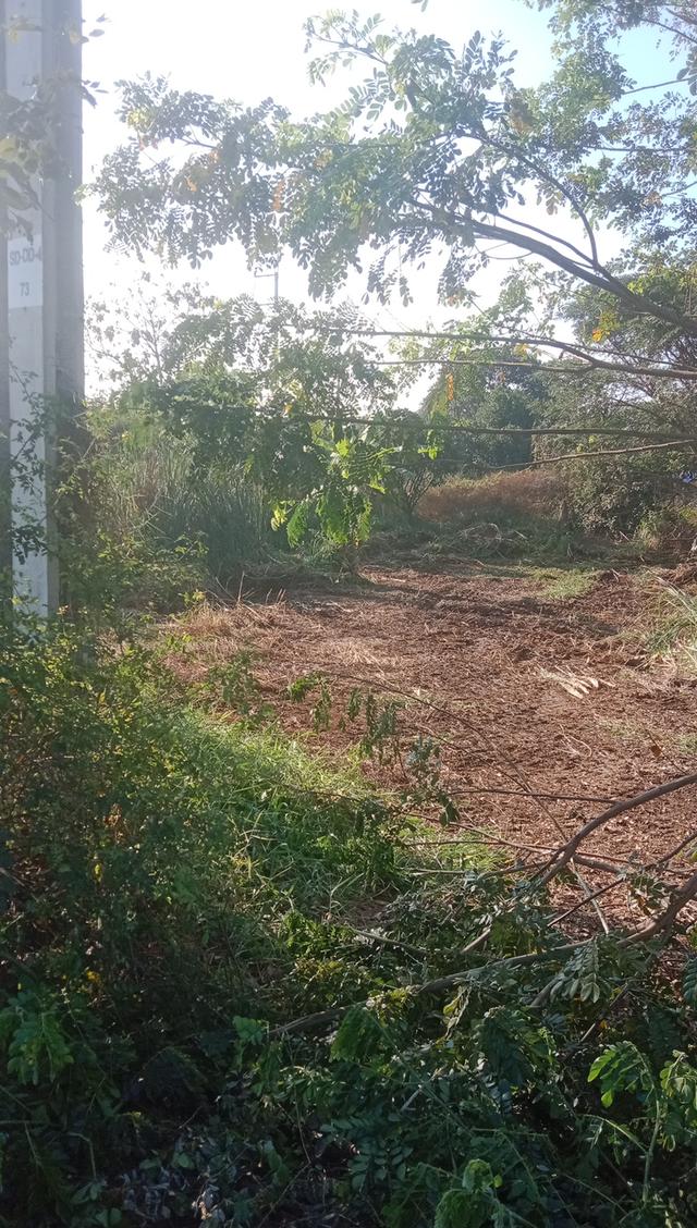 ที่ดินแปลงเล็กเหมาะทำการค้า ร้านขายต้นไม้ ร้านอาหารสัตว์ หรือวัสดุก่อสร้าง ก็ดี หรือจะเช่าระยะยาว ราคาไม่แรง 4