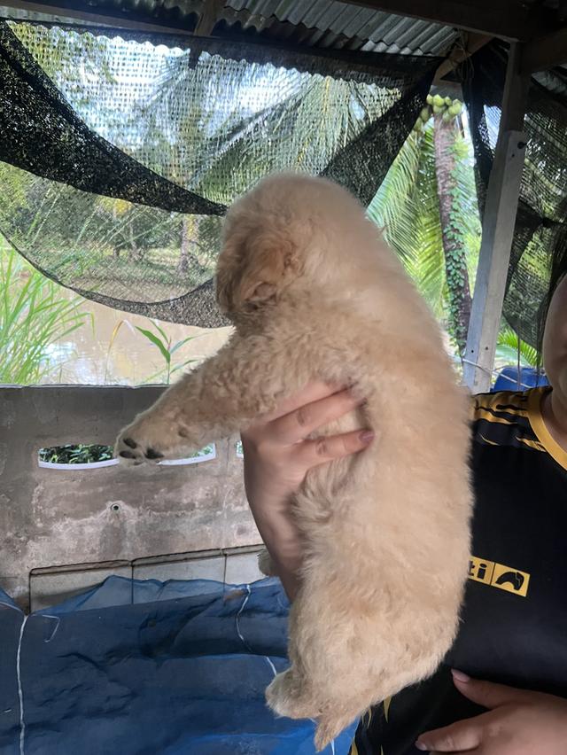 ลูกสุนัขโกเด้นรีทรีพเวอร์ 2