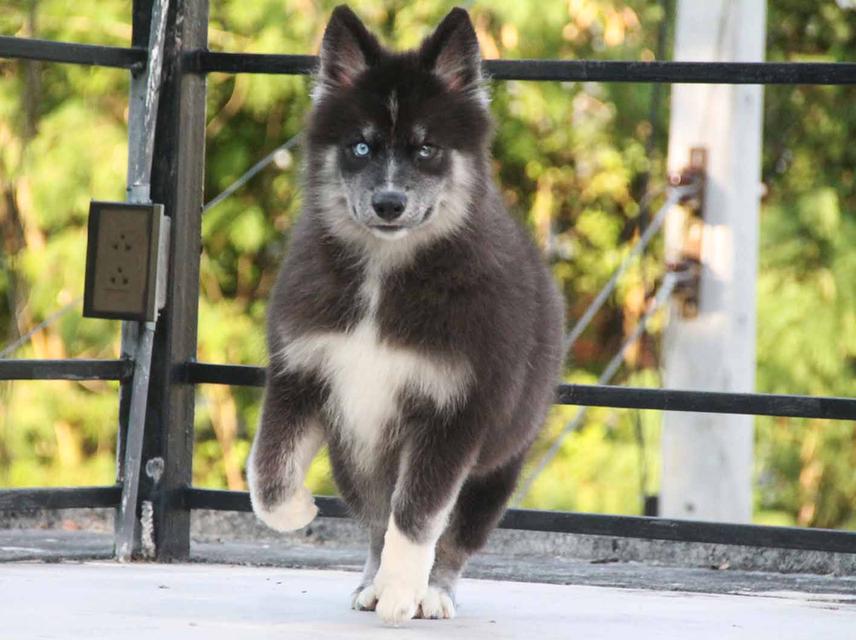 ไซบีเรียนแท้ เพศหญิง ตาสองสี 3