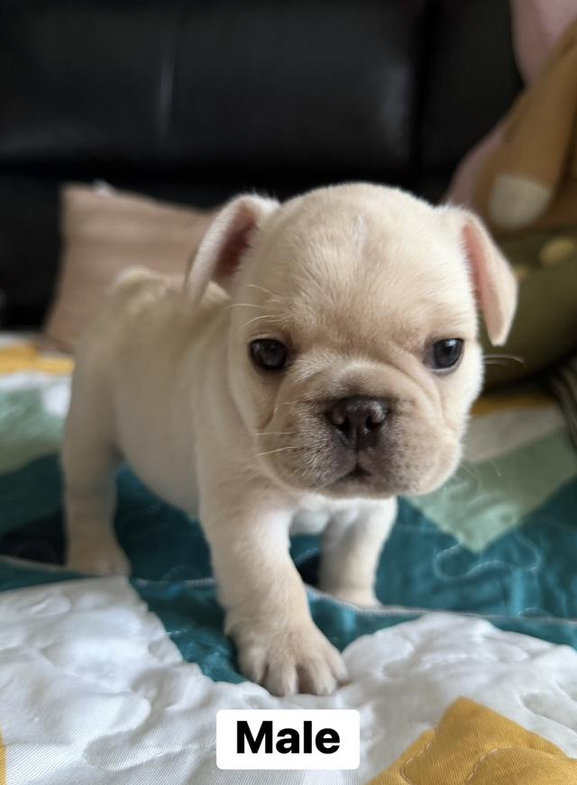 ลูกสุนัขเฟร้นบลูด็อก รูปที่ 2