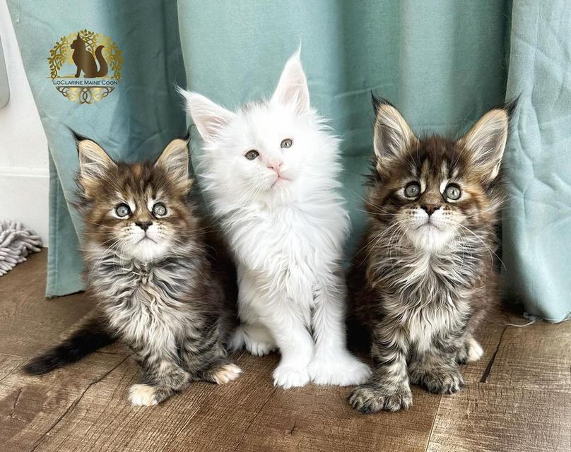 Maine Coon Kittens for sale รูปที่ 2