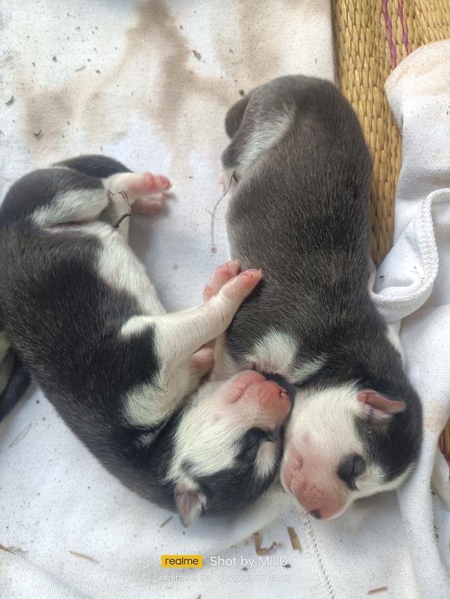 ลูกสุนัขไซบีเรียนแท้ รูปที่ 4