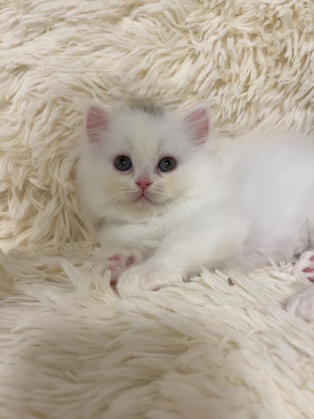 แมวเปอร์เซีย 😊🤭😆😁่ี่ 13