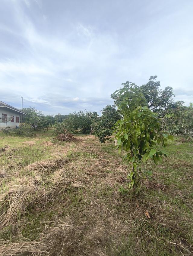 ที่ดินงามเชียงใหม่ 15