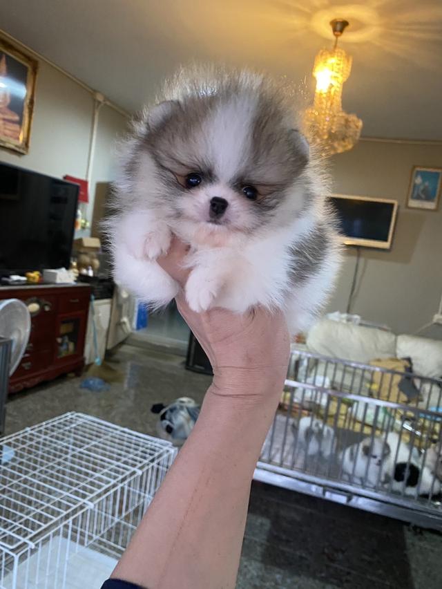 จำหน่ายลูกปอมแท้ อายุ50 วัน