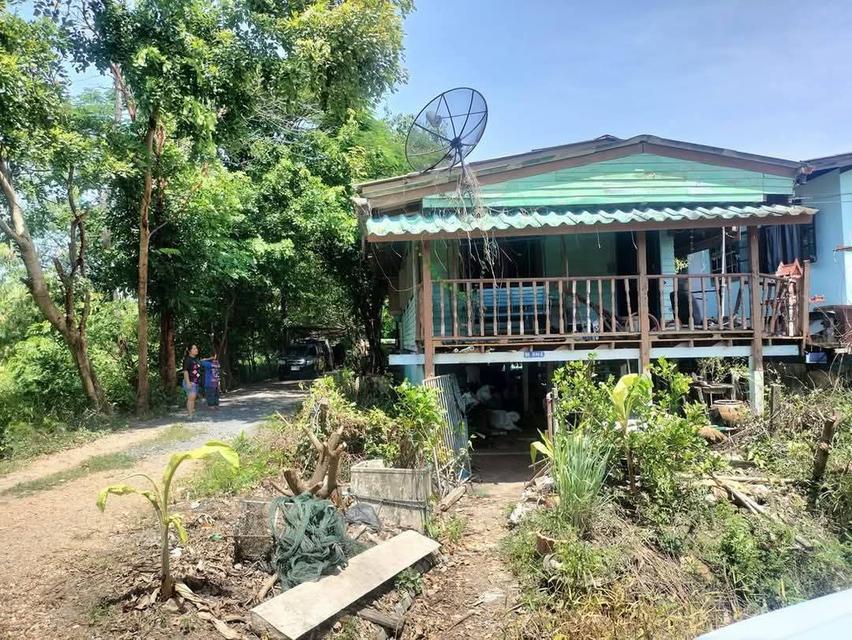 📢 ประกาศขายบ้านไม้ยกพื้น – ซอยสวนผัก ข้างสถานีอนามัย ใกล้วัดบางเดื่อ จ.ปทุมธานี ขายบ้านไม้ยกพื้นทำเลดี บรรยากาศเงียบสงบ เหมาะสำหรับอยู่อาศัยหรือรีโน 1