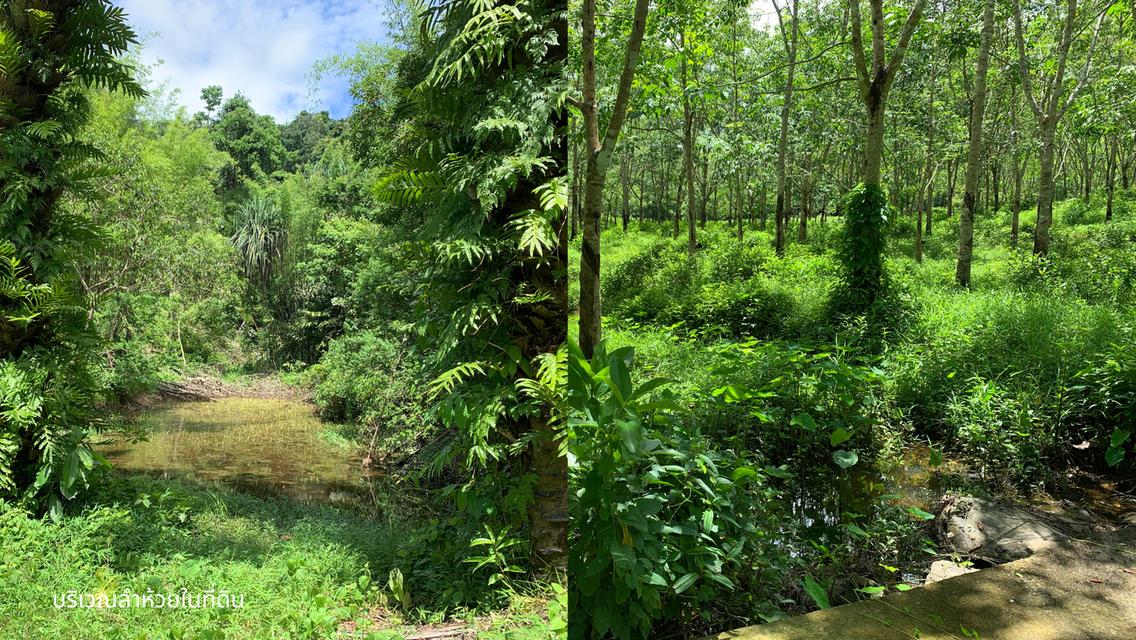 ขายที่ดินผืนใหญ่พร้อมสวนยางพาราและสวนปาล์ม มีลำห้วยโอมล้อม ต.บางหิน อ.กะเปอร์ จ.ระนอง 7