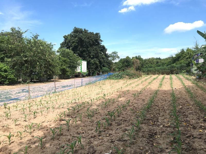 ขายที่ดินเหมาะพัฒนาอสังหาริมทรัพย์ หรือสร้างโกดัง,คลังสินค้าขนาดเล็ก ที่ดินเนื้อที่ 2ไร่ 60ตรว.ติดทางสาธารณะด้านหน้า 10-20เมตร ลึก 170เมตร ใกล้สวนเสือ 4