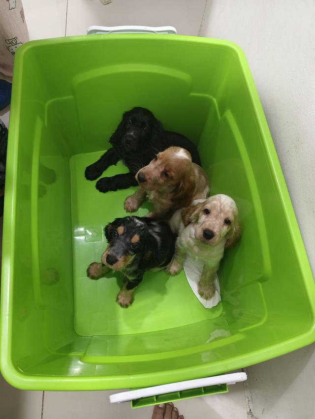 สุนัขพันธุ์อิงลิชค็อกเกอร์สเปเนียล