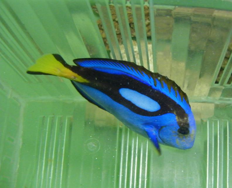 ขายปลาบลูแทงค์ Blue Tang  1