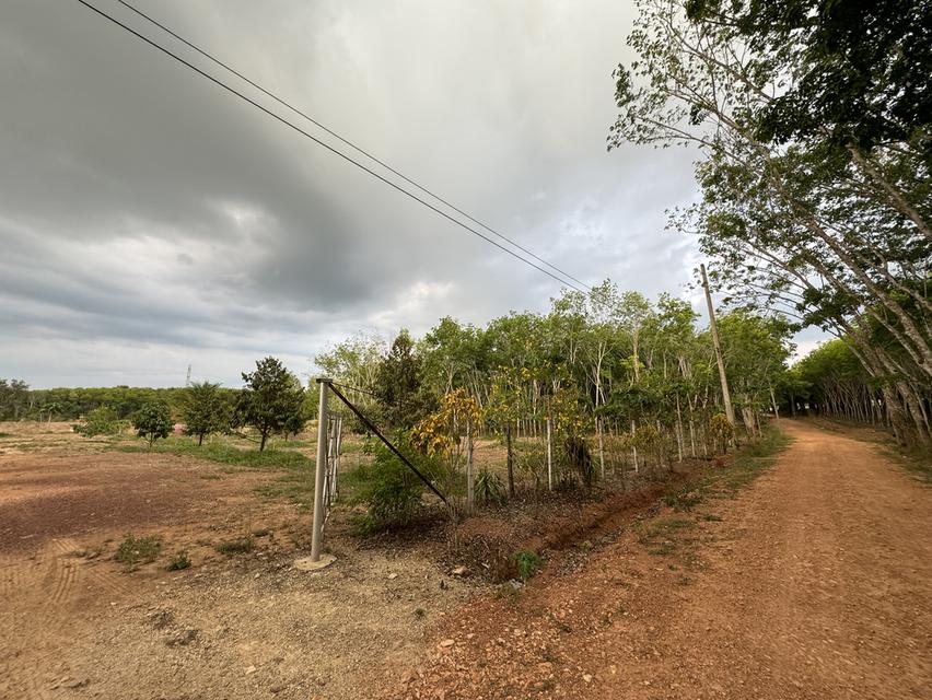 บ้านหลังใหญ่ พร้อมทุเรียน4ปี และสวนยางพารา 5