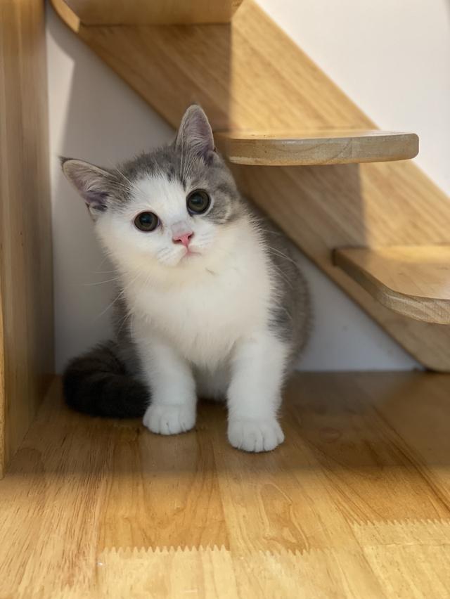 แมวมันช์กิ้นขายาว 2