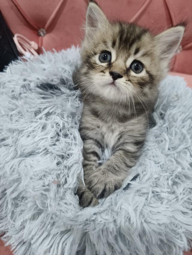 เด็กชาย หาบ้าน พร้อมย้าย 😻🫶🏡🏠💜