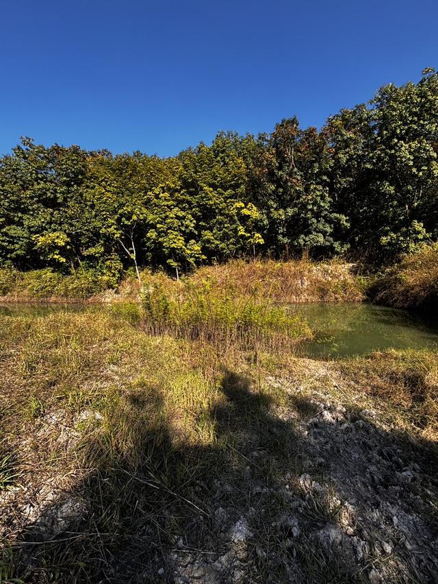 ที่ดินสวนเกษตร โฉนดครุฑแดงขนาด 11 ไร่  2 งาน 56 ตารางวา พร้อมโอน เจ้าของขายเอง 13