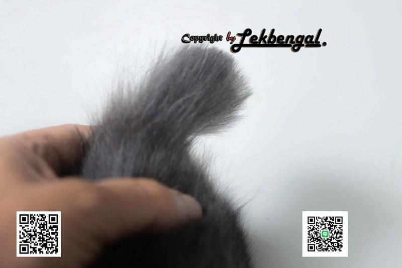 ขายลูกแมวอเมริกันเคิร์ล สีบลู หางบ็อบเทล (bobtail) 8