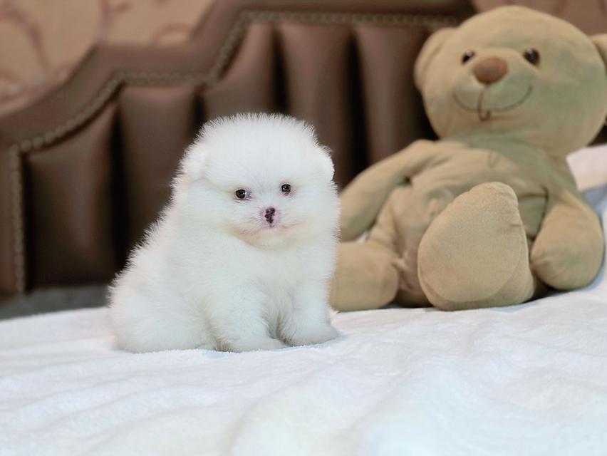 ปอมหน้าหมีขาวล้วนขนสำลีเพศผู้