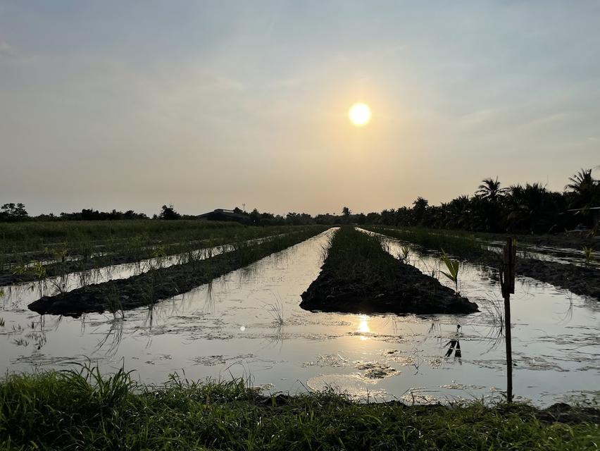 ที่ดินทำสวนเกษตรแล้ว ไร่ขิง แปลงสวย ซ.เทศบาล 8 โรงงานไวๆ พื้นที่สีเหลือง 5