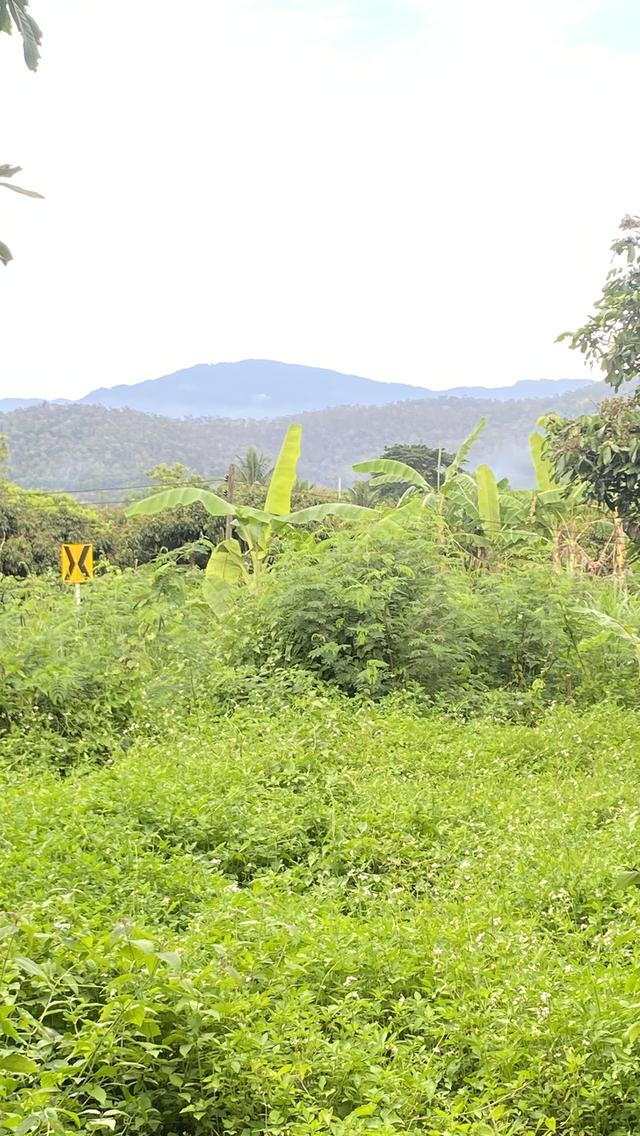 ขายที่ดินวิวภูเขา อ.พร้าว จ.เชียงใหม่ 3