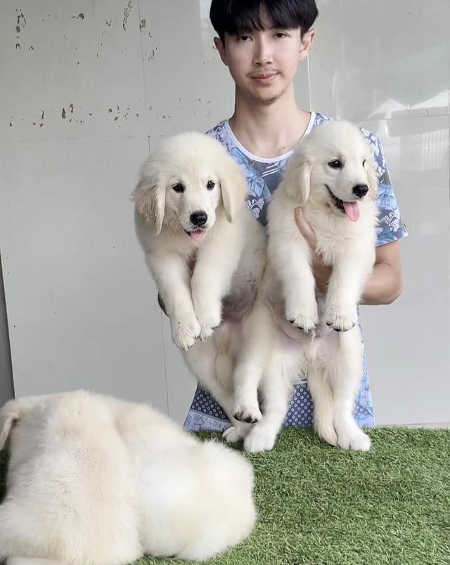 อิงลิชครีมโกลเด้นโกลเด้นสีขาว