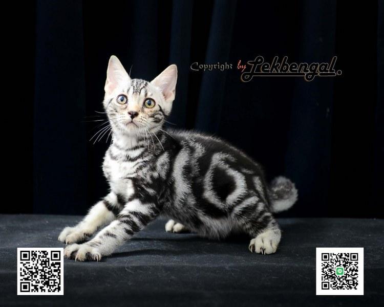 ขายลูกแมว อเมริกันชอตแฮร์ American Shorthair อายุ 2.5 เดือน  5