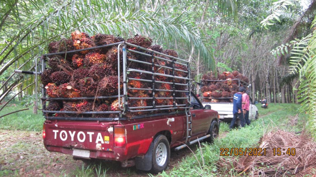 ขายสวนปาล์มสวนยาง โฉนด 25 ไร่ สะพลี ปะทิว ชุมพร 5