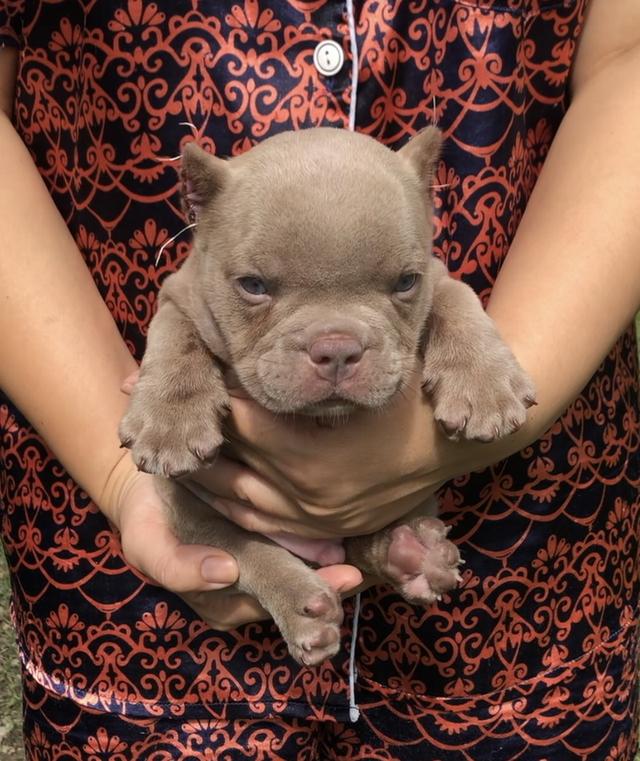 อเมริกันบูลลี่ 1
