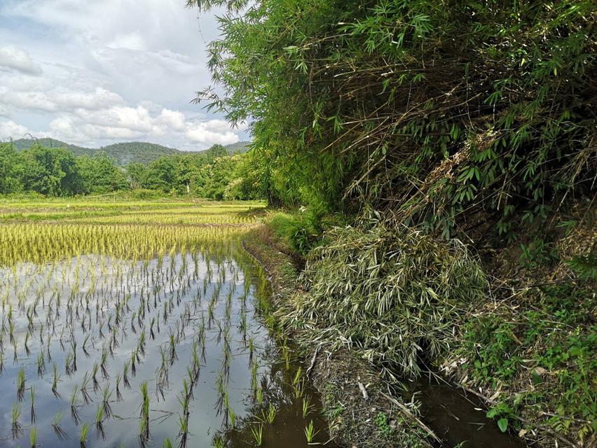 ที่ดินการเกษตรทำเลทอง อำเภอพร้าว เชียงใหม่ โอกาสดีที่ไม่ควรพลาด! ราคาพิเศษเพียง 6 ล้านบาท