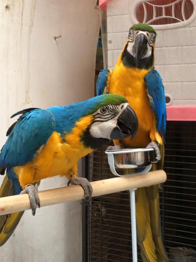 Blue and Gold Macaw Parrots