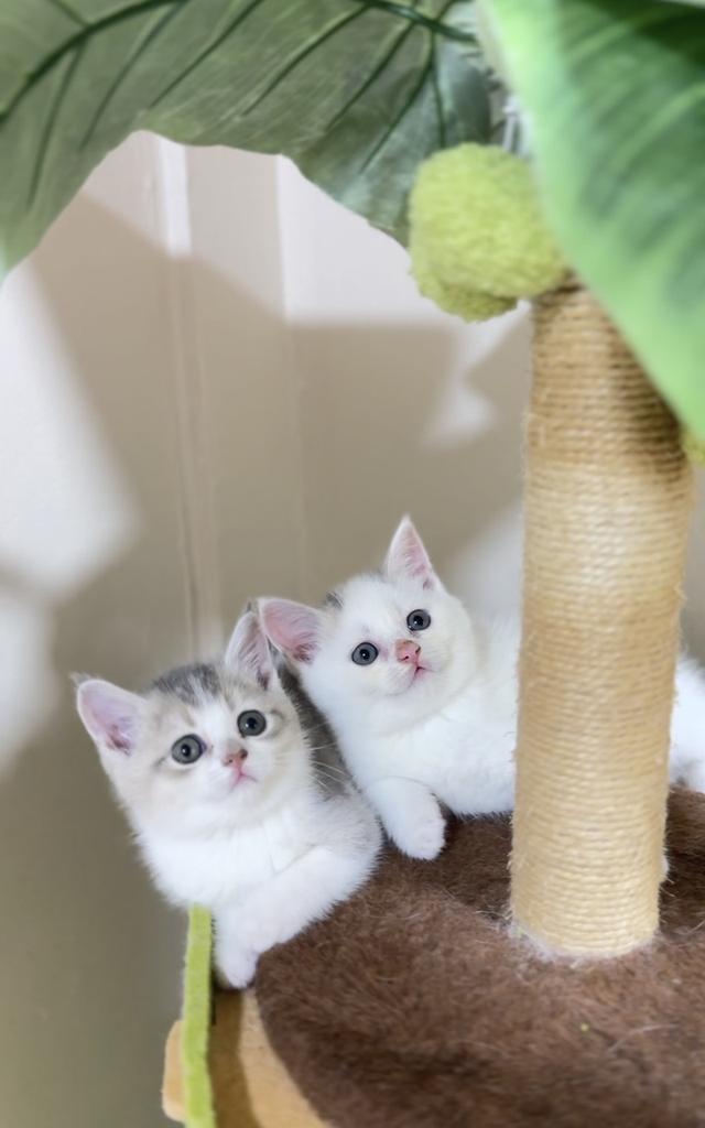 ลูกแมวสก๊อตติชโฟลด์🟠 รูปที่ 3