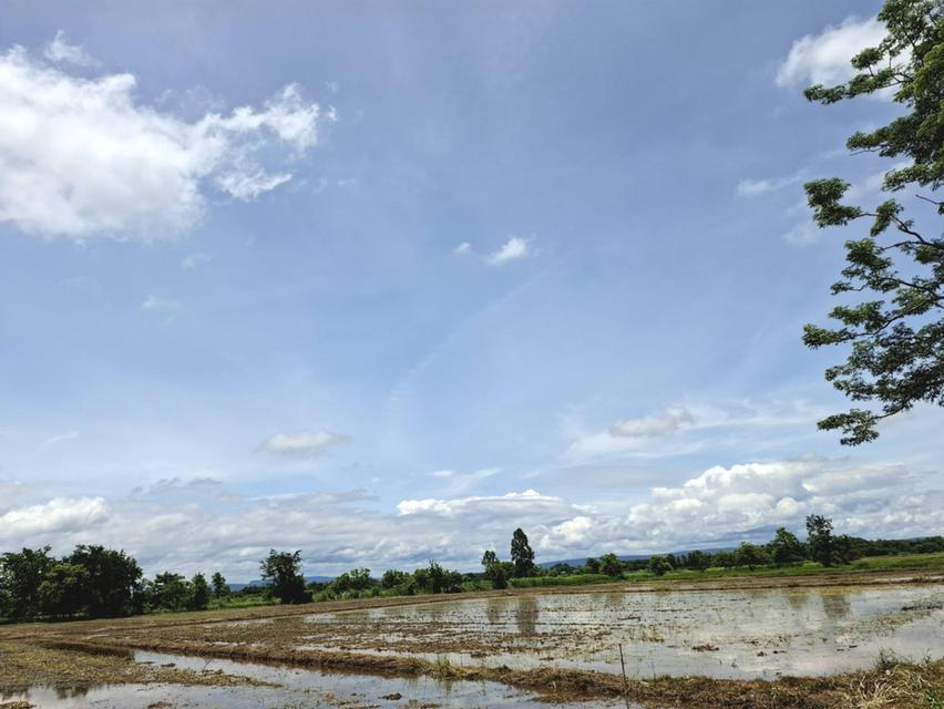 ขายที่นาแปลงใหญ่ 13ไร่ 2งาน 10ตารางวา 3