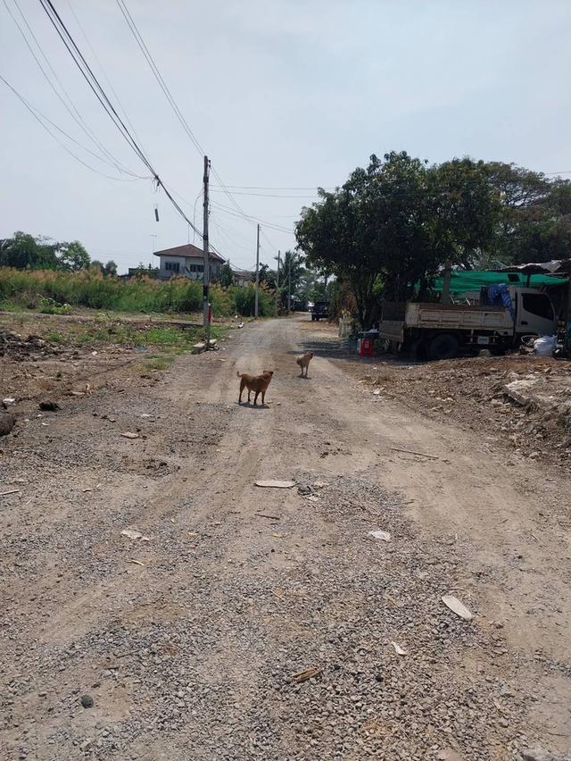 ขายที่ดิน 50/100 ตรว.ใกล้แหล่งชุมชนโรงเรียนใกล้ทางด่วนอุดรรัถยา ม.ธรรมศาสตร์ ศูนย์รังสิต  ม.ปทุมฯตลาดทรัพย์ปทุมทางเข้าซุ้มวัดบัวหลวง โทร081-2056883 3 4