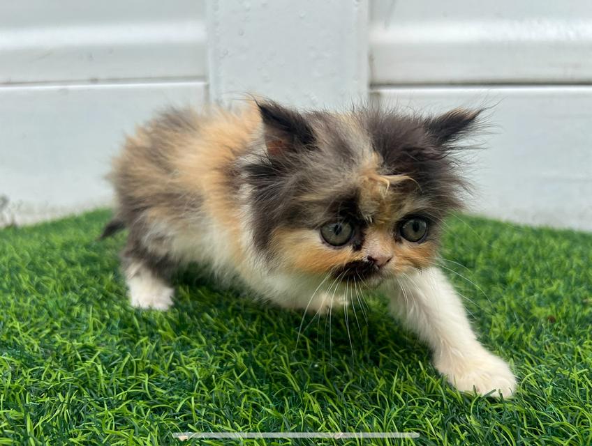 แมวเปอร์เซียแท้ 2